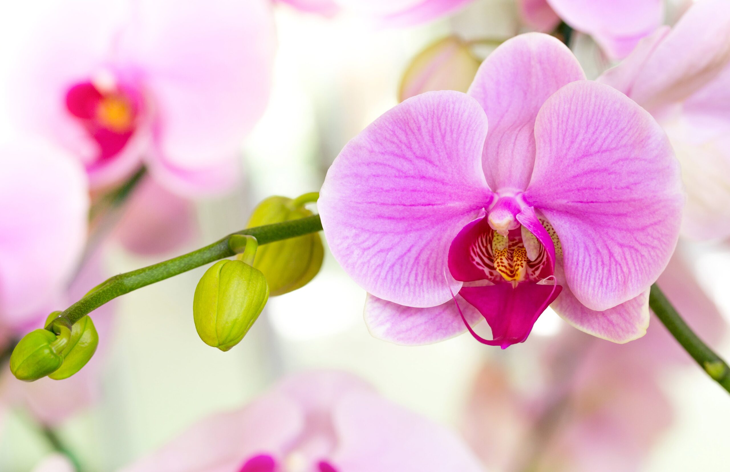 отглеждане на орхидеи 2